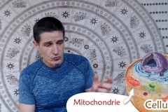 Quel est le rôle de la mitochondrie?