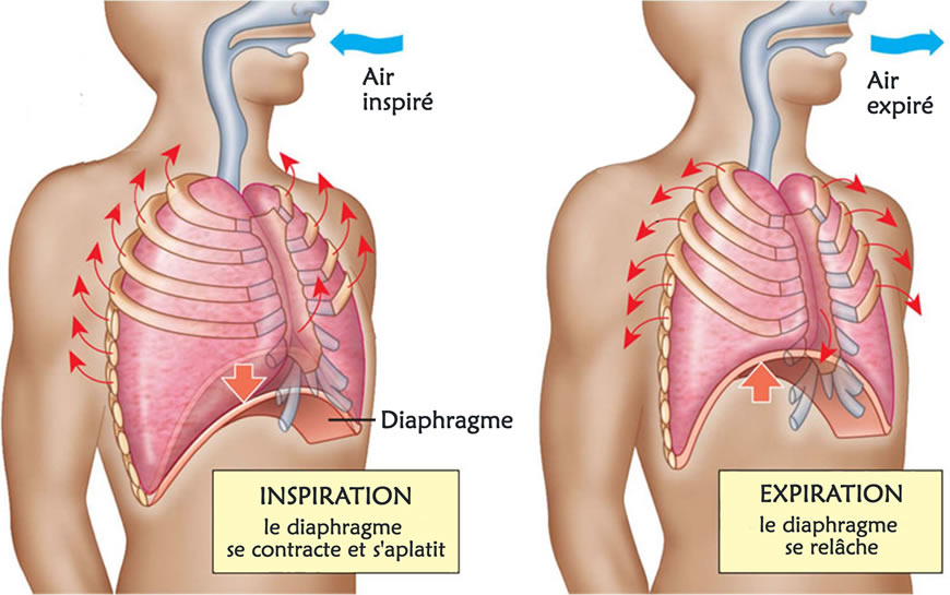 Resultado de imagen de contraction du diaphragme