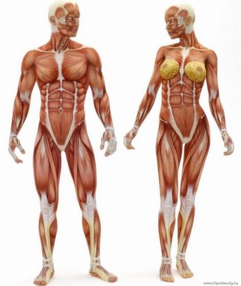 Les muscles – Yoga Ekongkar