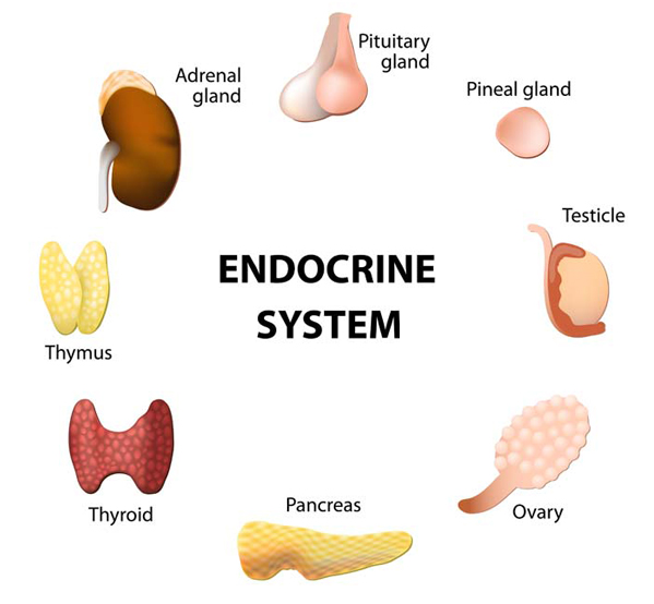 Les glandes endocrines – Yoga Ekongkar